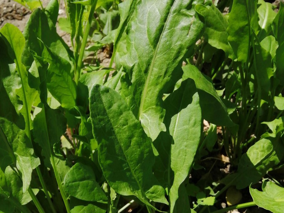 Рассада щавеля