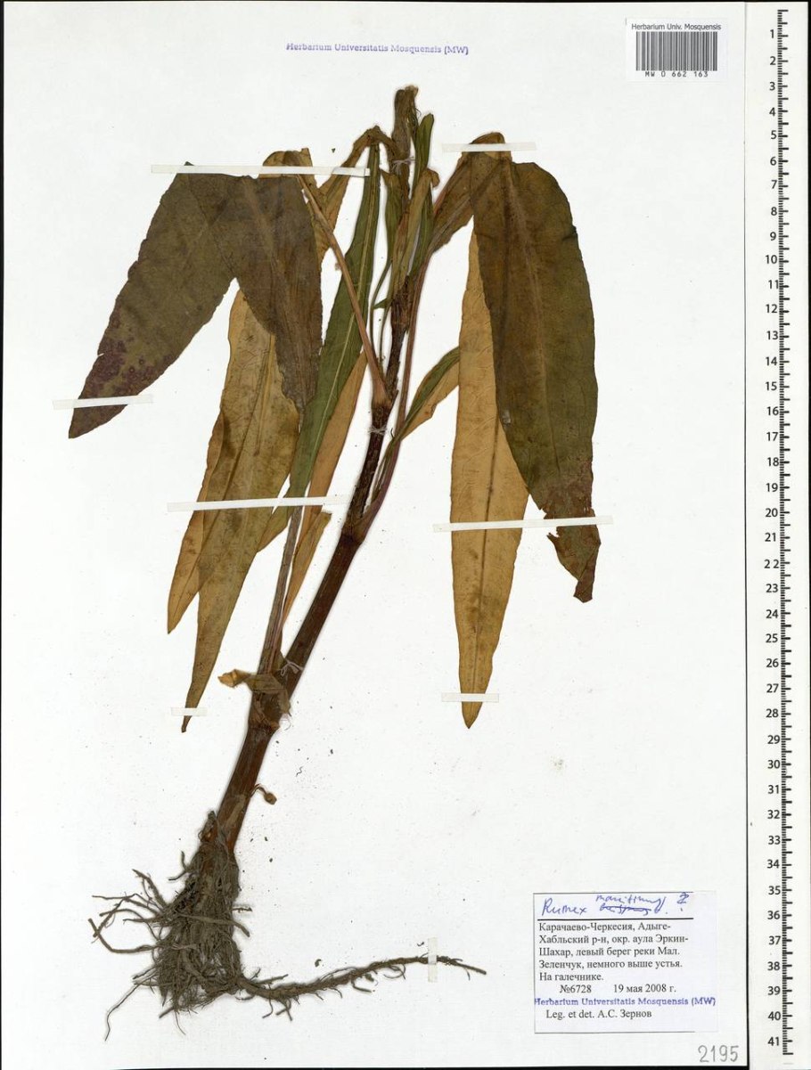 Щавель морской