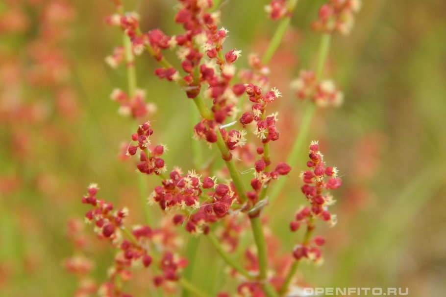 Щавель воробьиный (Щавелёк)