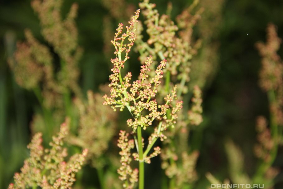 Щавель курчавый (Rumex crispus l.)