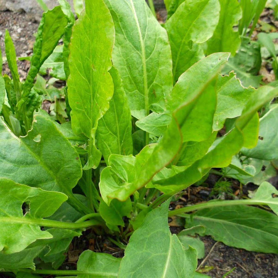 Щавель воробьиный фото