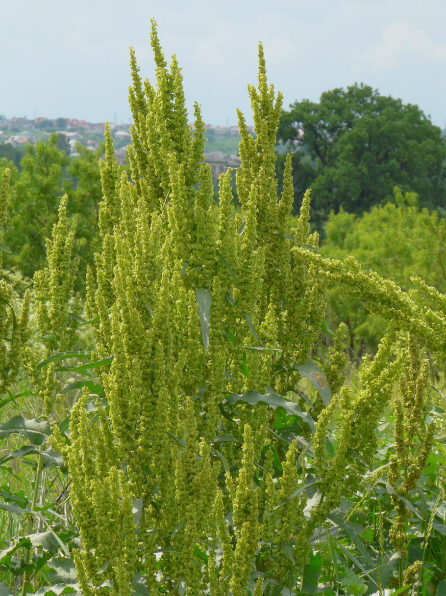 Rumex longifolius
