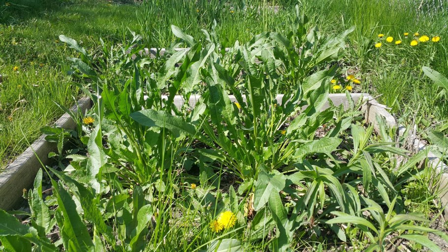 Щавель на огороде сорняк