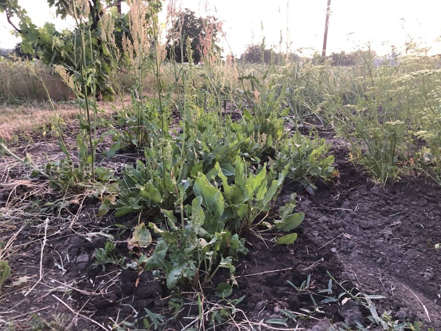 Щавель Ботаническая иллюстрация