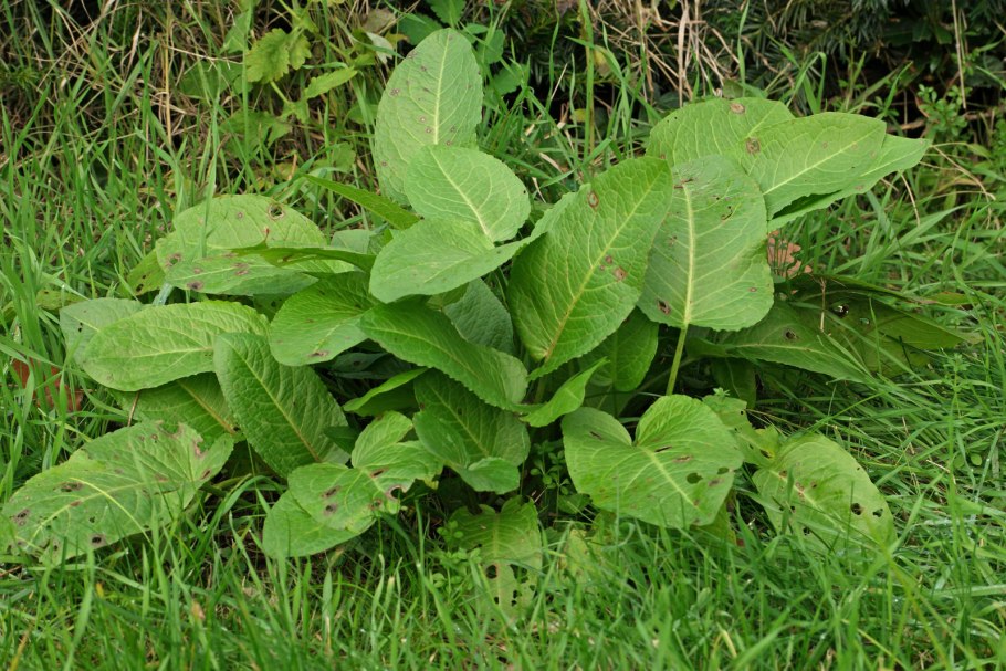 Rumex obtusifolius