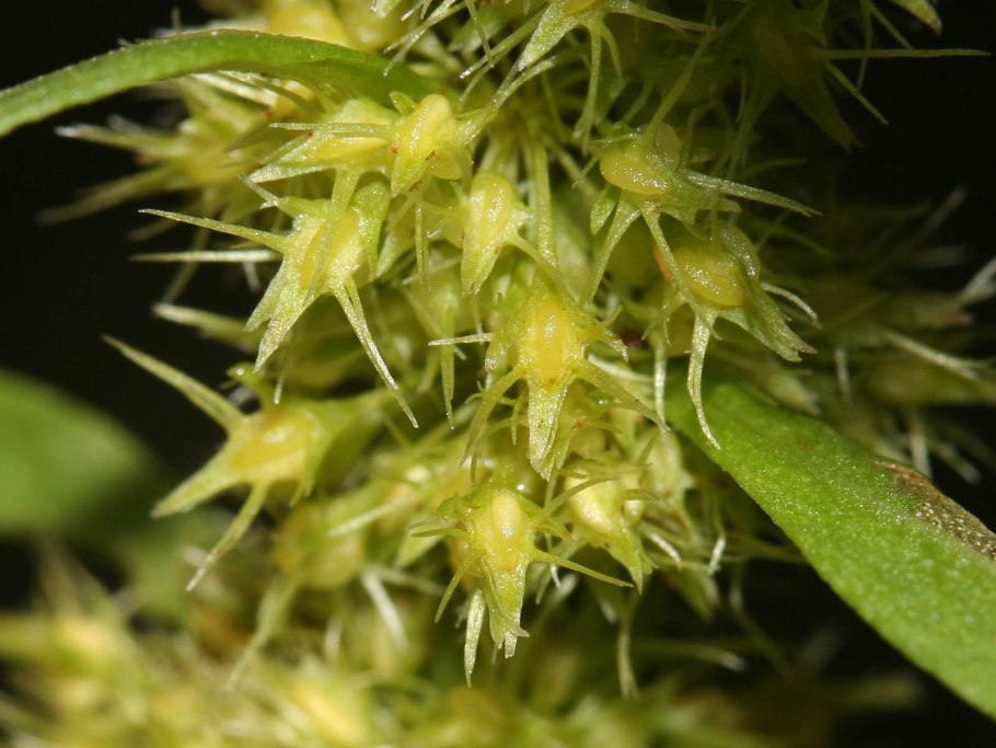 Щавель морской