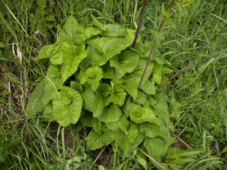 Щавель широколистный Уральский Дачник