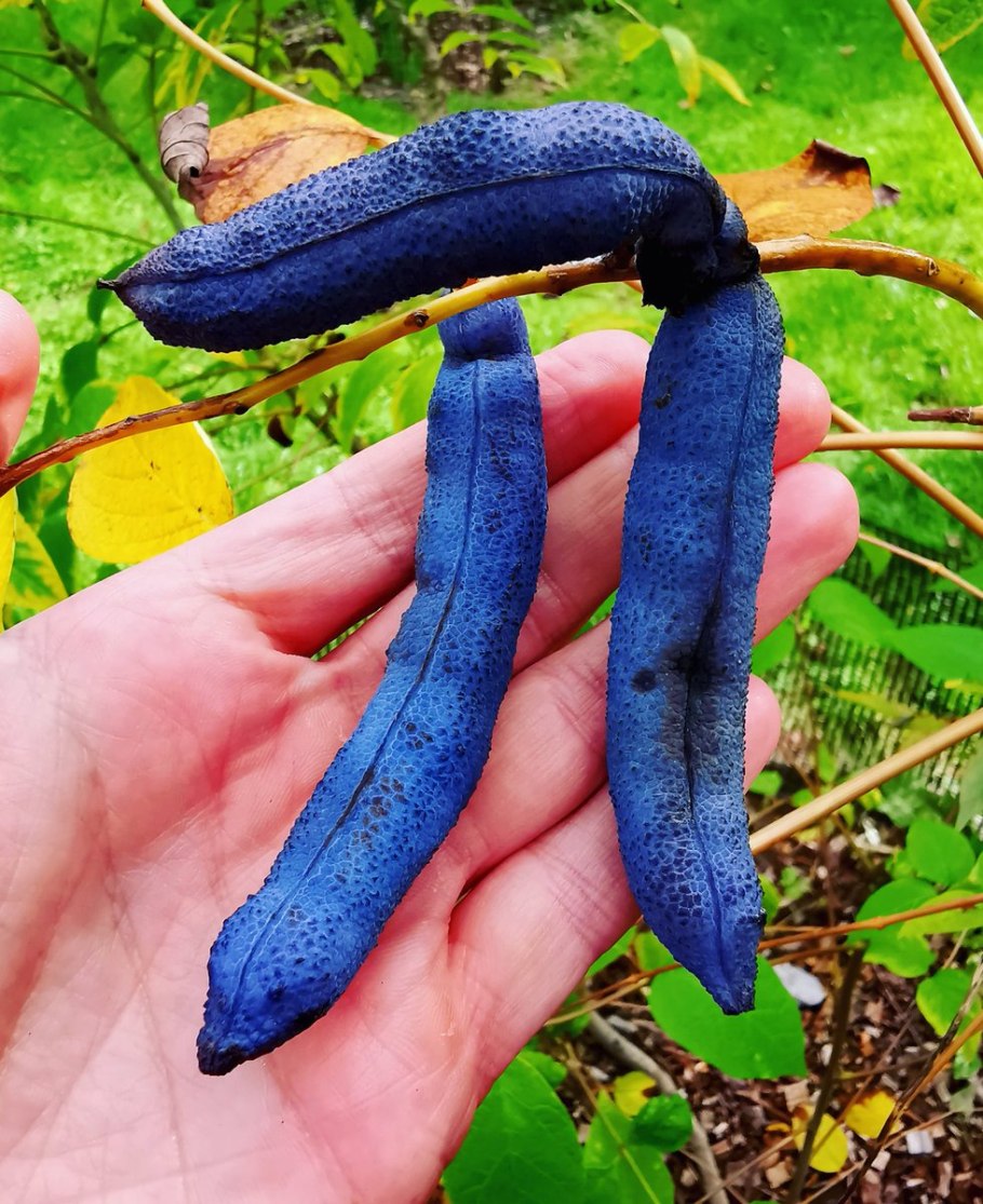 Акебия трифолиата