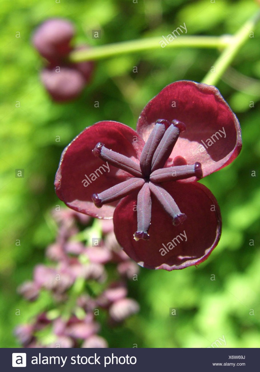 Цветки пятерного типа это