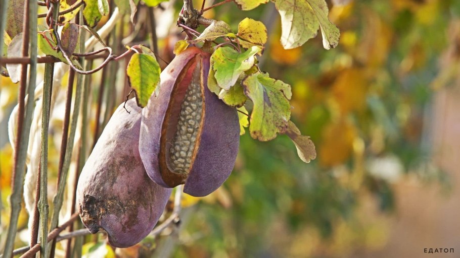 Стаунтония шестилистная