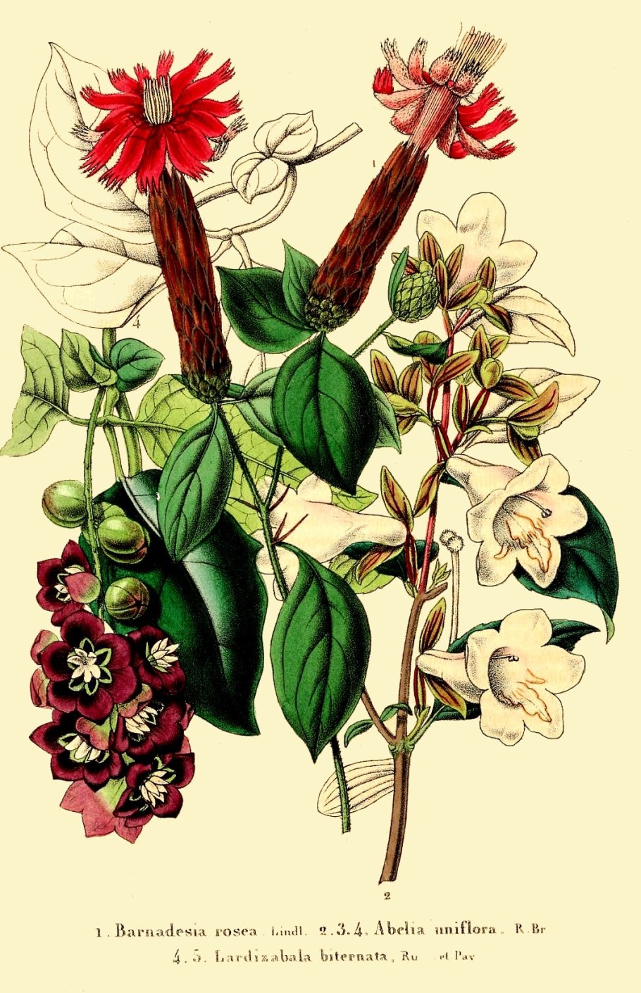 Lardizabala biternata