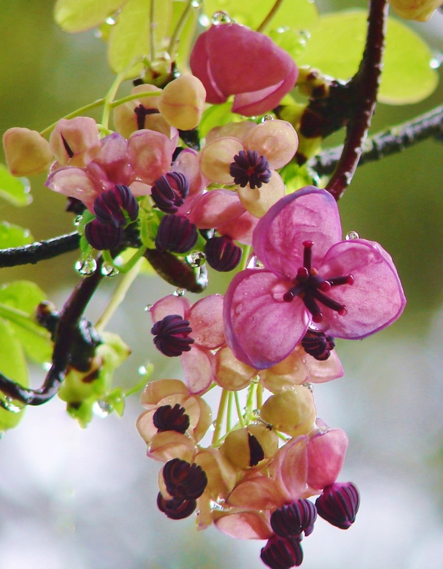 Декенея Фаргеза