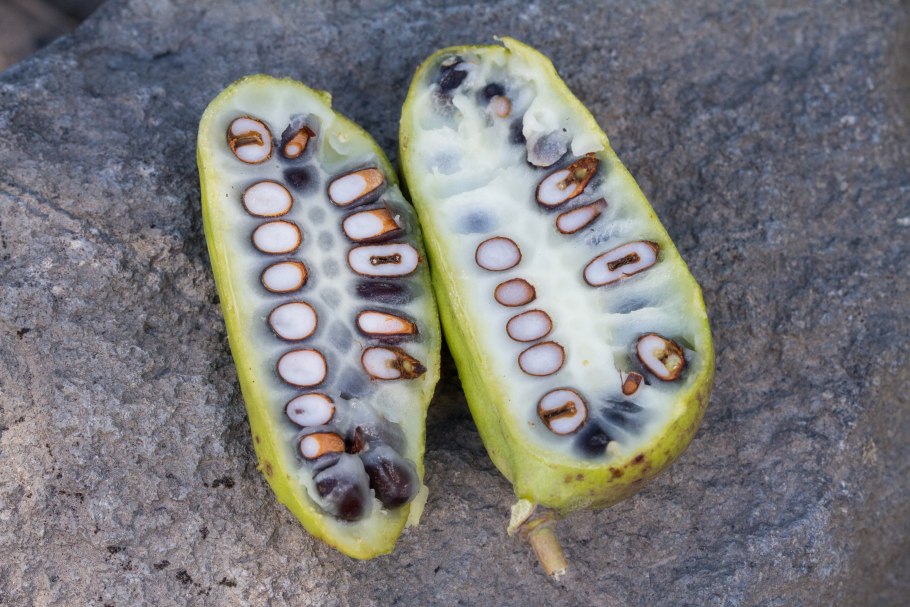 Lardizabala biternata