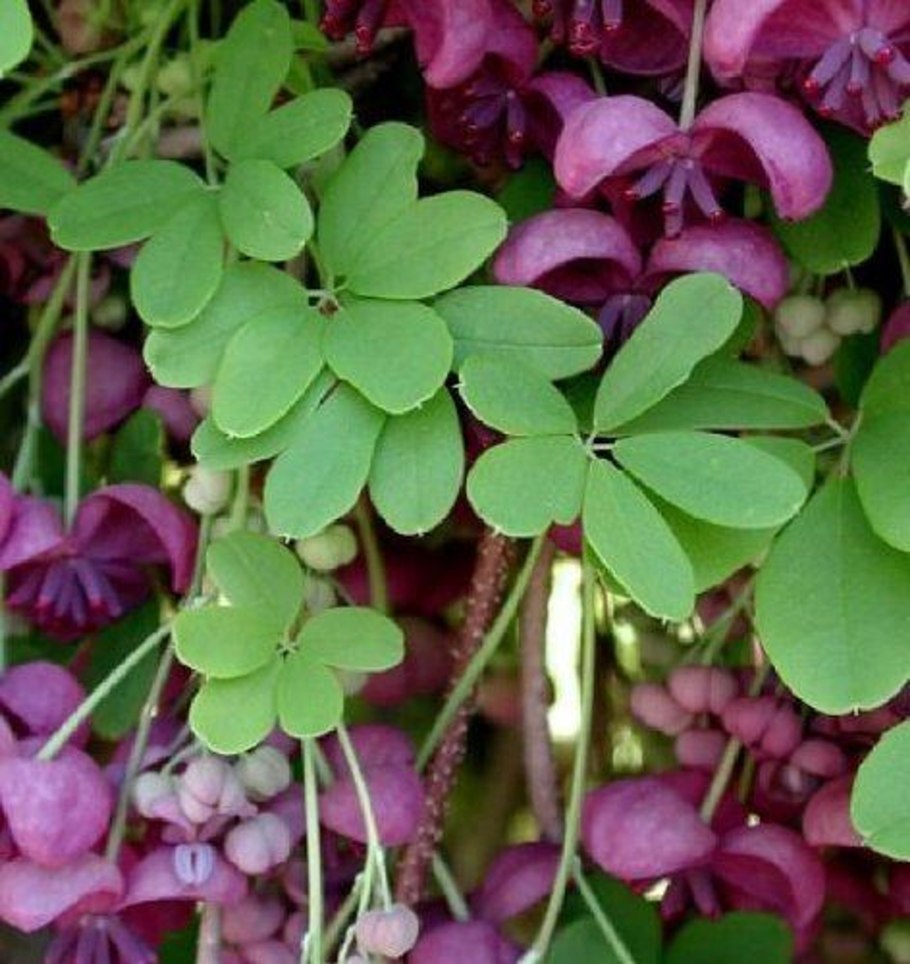 Материнская плата MSI 865gvm2-LS