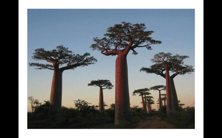 Вечнозеленый дуб в Японии