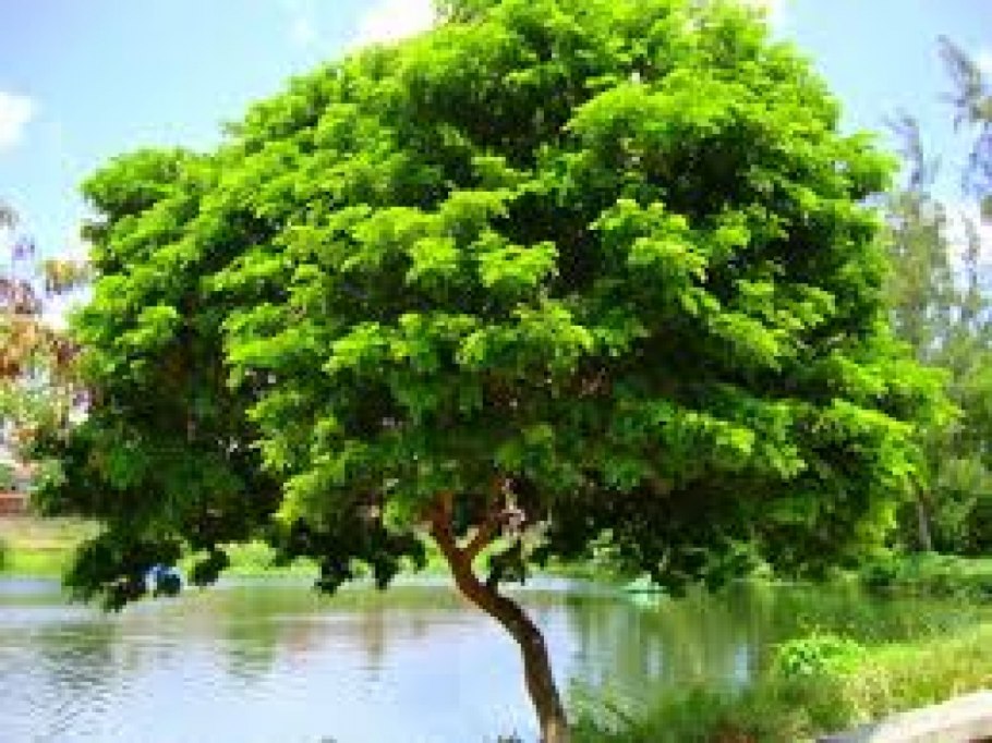 Дуб долгожитель Самара