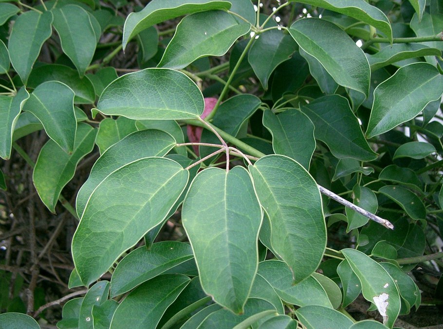 Decaisnea fargesii (Декенея)