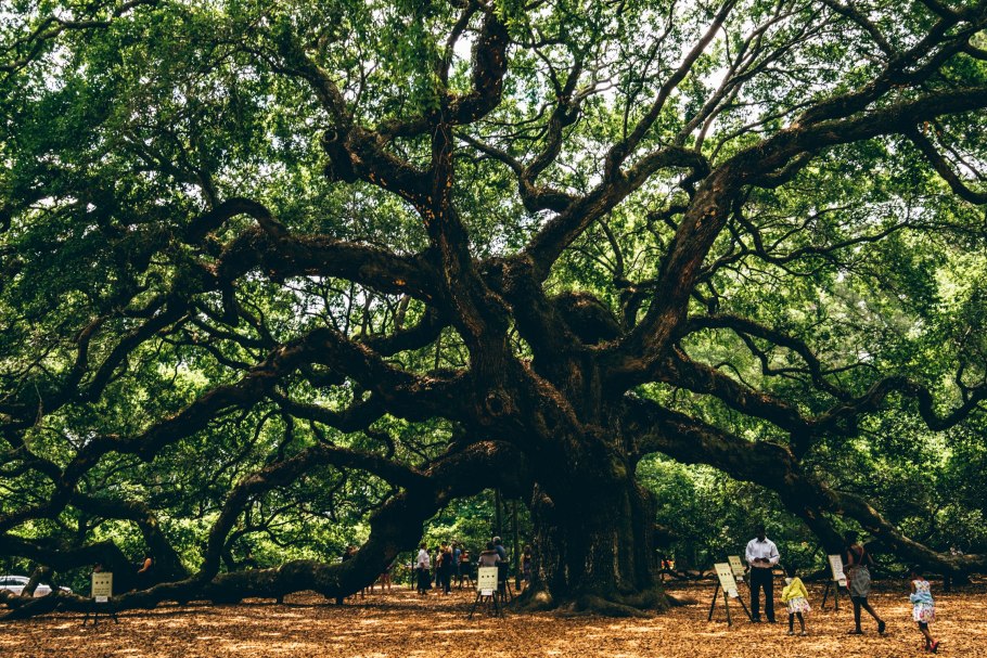 Старое дерево