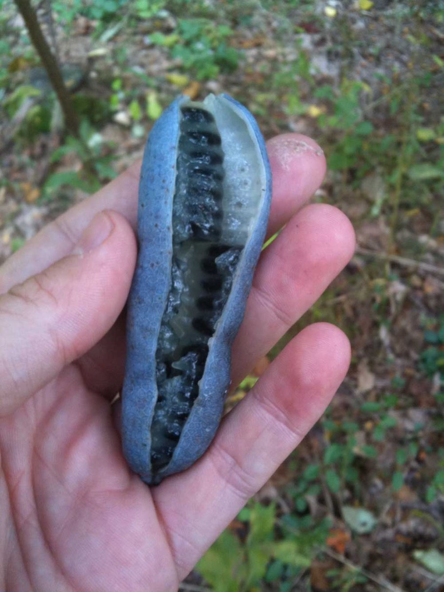 Stauntonia hexaphylla