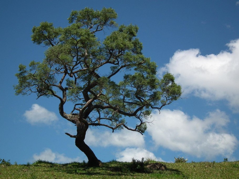 Вирус ветрянки под микроскопом