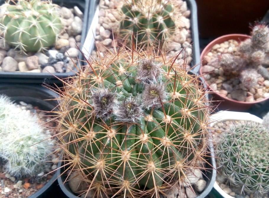 Notocactus Minimus