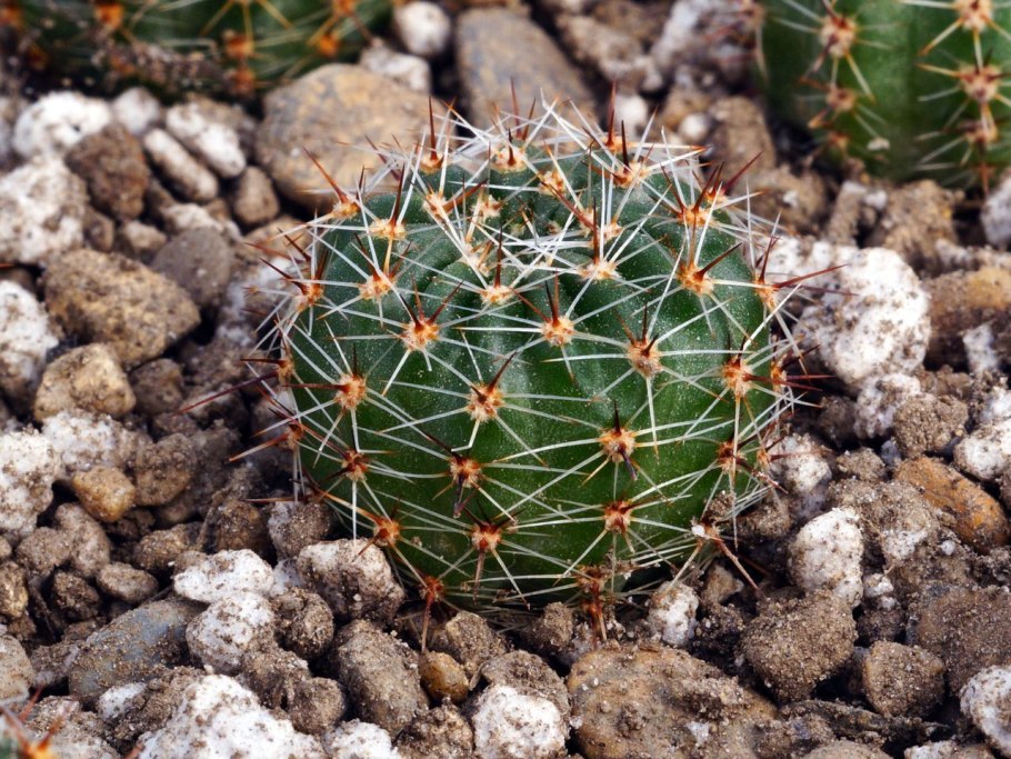 Echinofossulocactus erectocentrus MK 121.391
