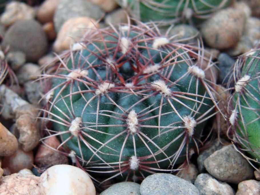 Кактус Маммиллярия элонгата