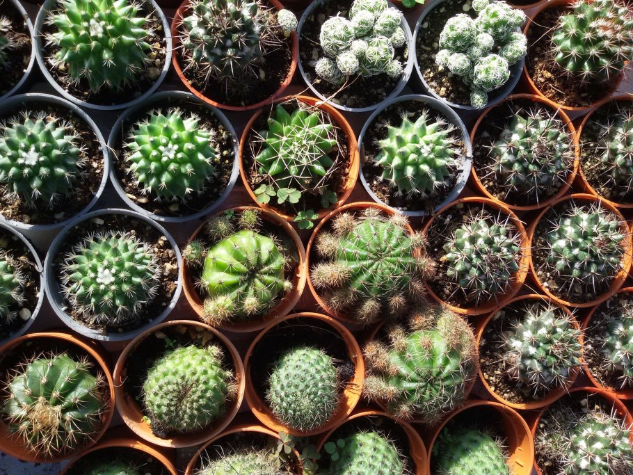 Gymnocalycium sanluisense GN 1071/3916