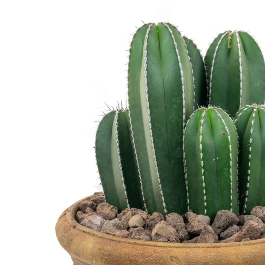 Нотокактус rutilans