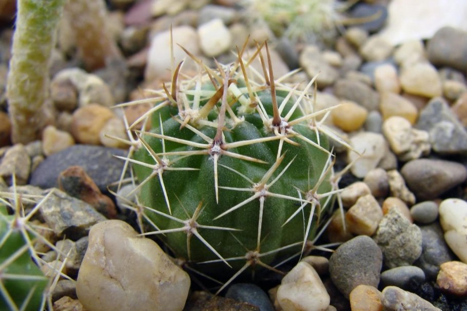 Хаагеоцереус чосикский