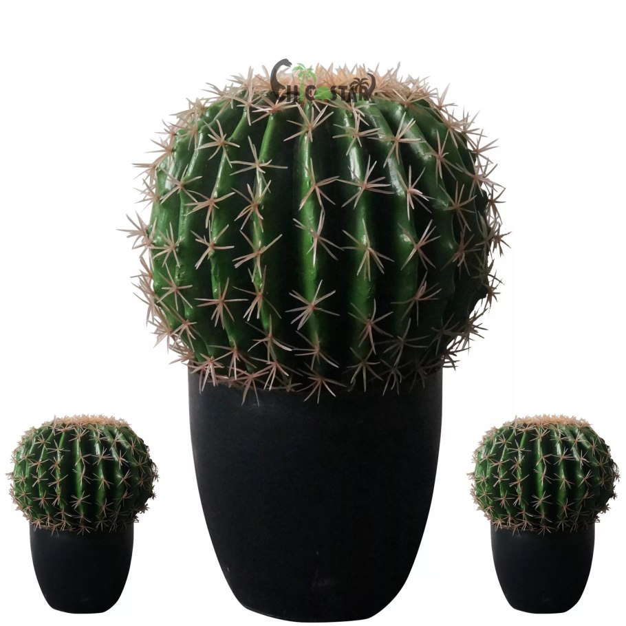 Кактус bloeiend Gem