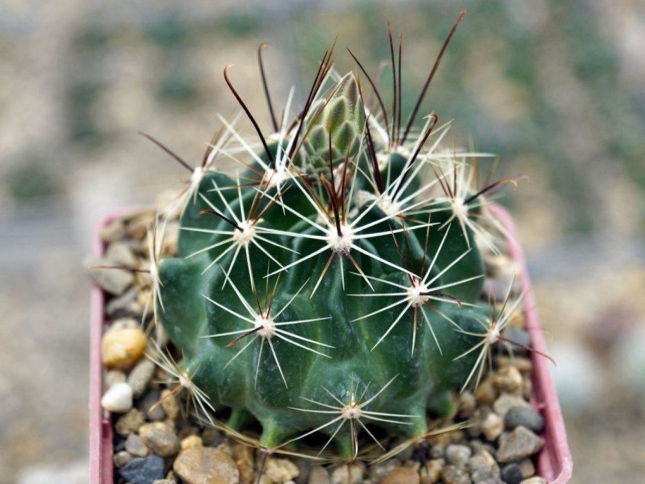 Hamatocactus setispinus LX 666