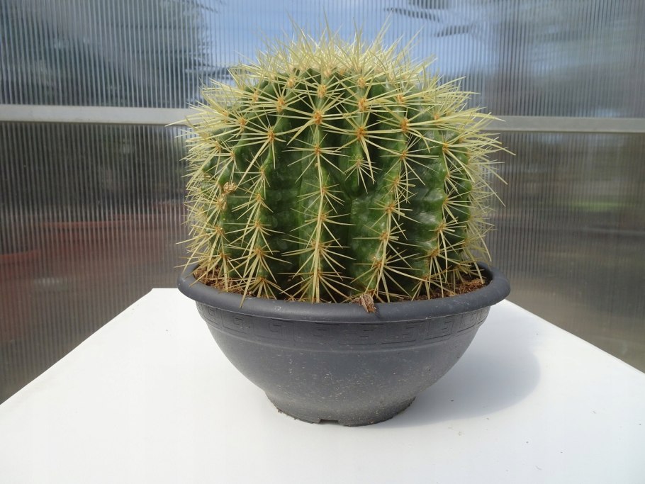 Gymnocalycium vatteri VG 415