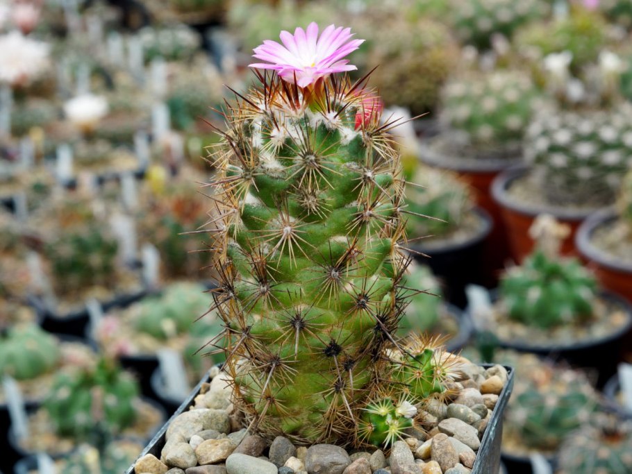 Echinocactus grusonii