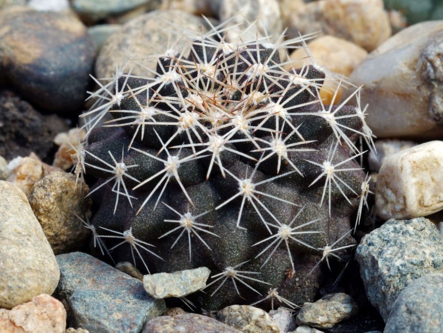 Эхинокактус ежовый Кактус