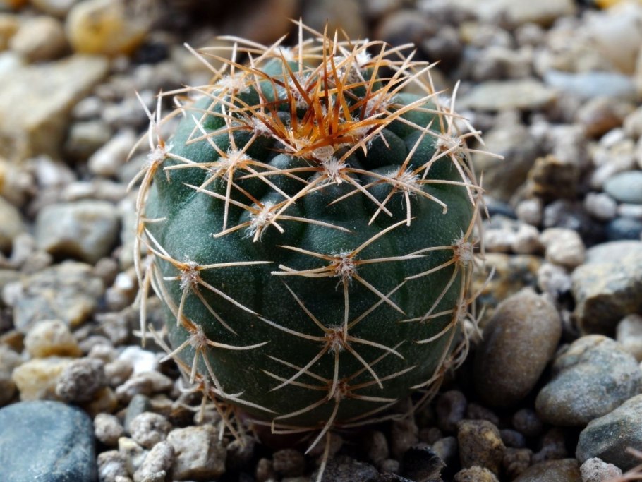 Gymnocalycium parvulum VG 494