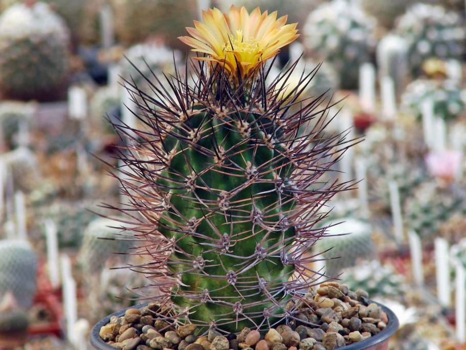 Эхинокактус Рейнбоу