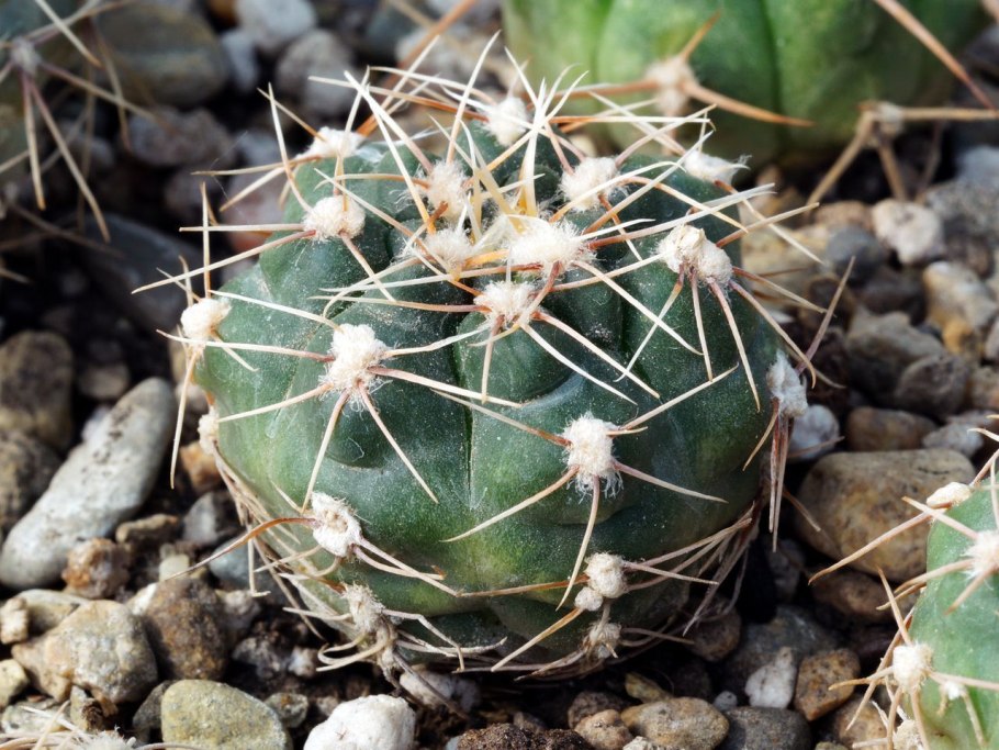 Гимнокалициум месапотамткум