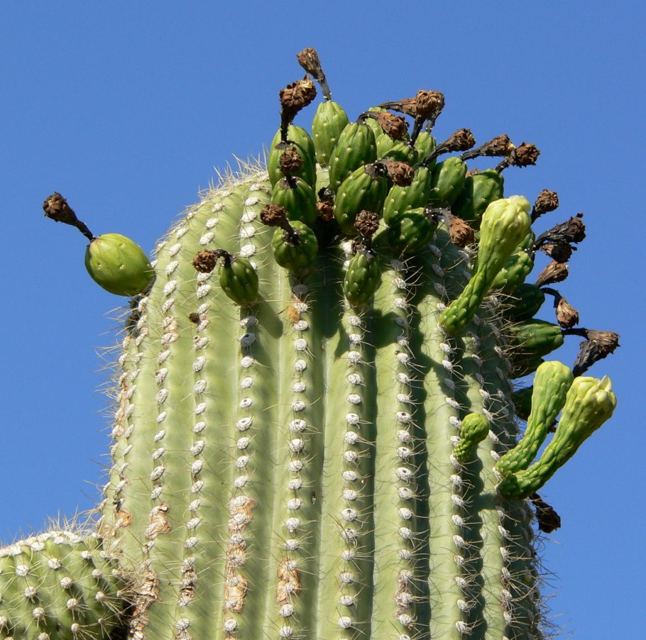Gymnocalycium ochoterenae VG 250