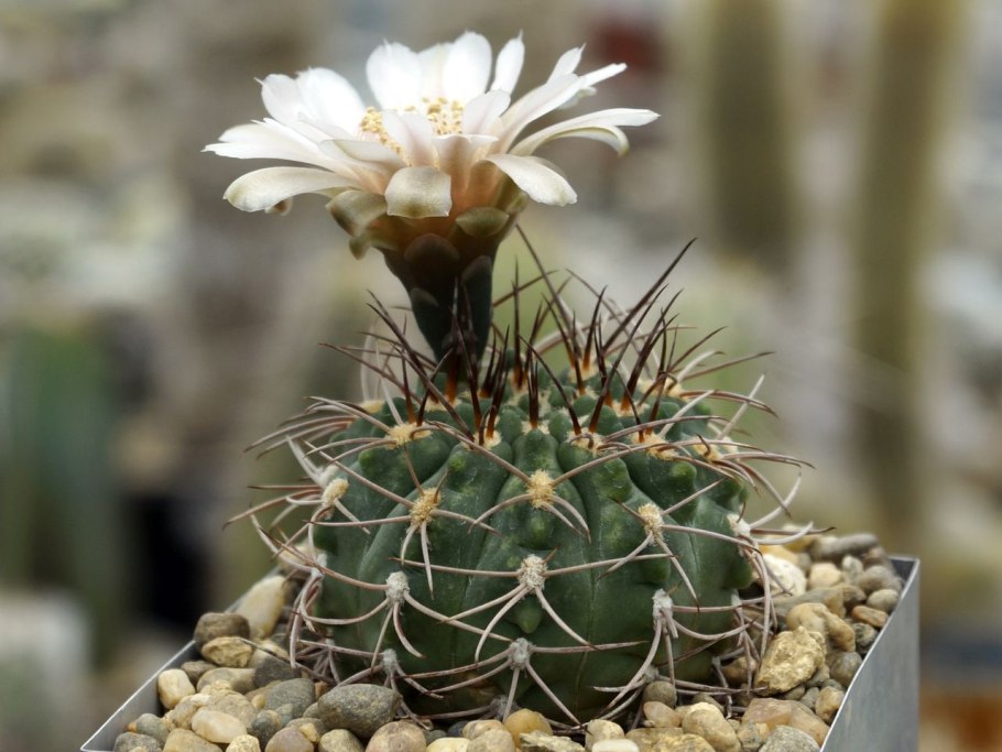 Кактус артикул 3604579