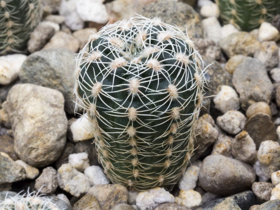 Gymnocalycium gertii SSP. Evelyniae VG 1170