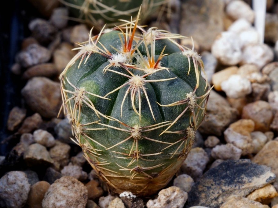 Gymnocalycium erinaceum VG 1086