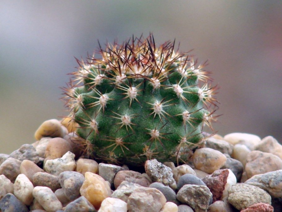 Neoporteria krainziana KK 1078