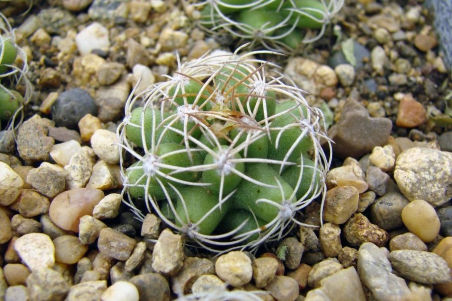 Кашпо Кактус