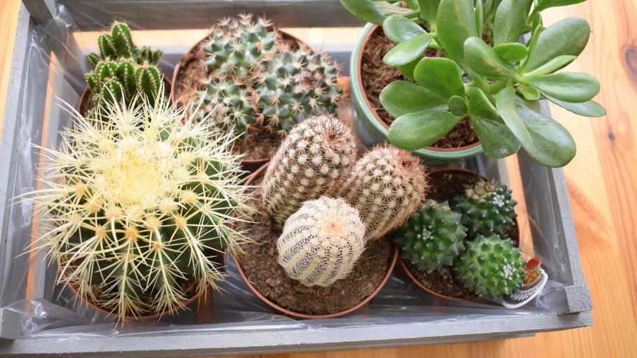 Клейстокактус изумрудный