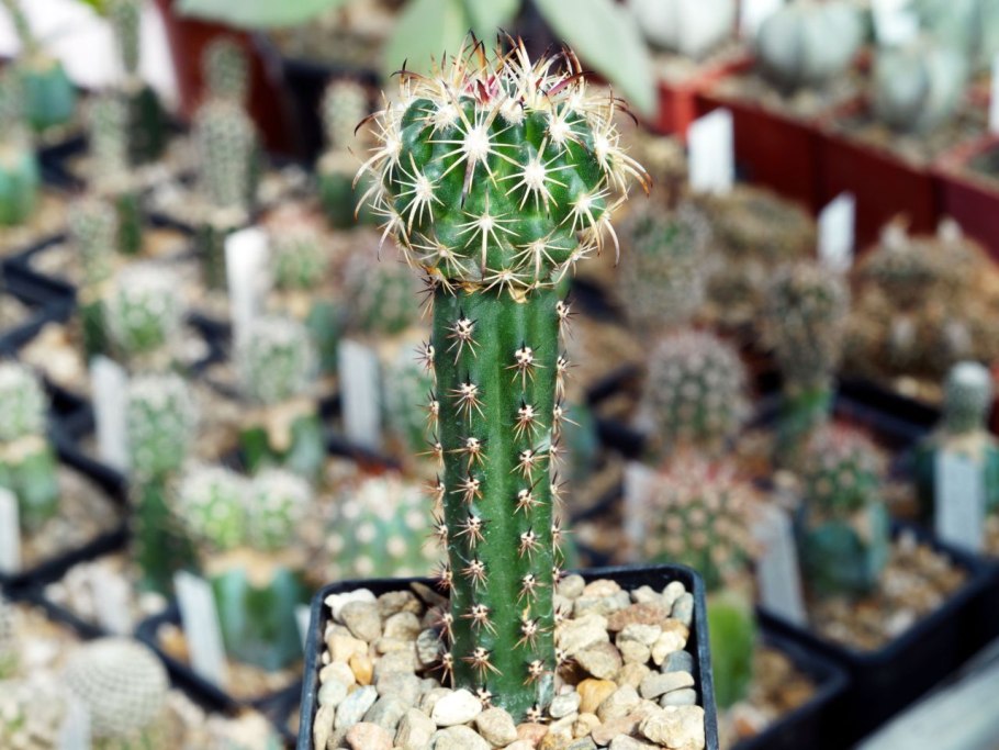 Стеблевидные кактусы