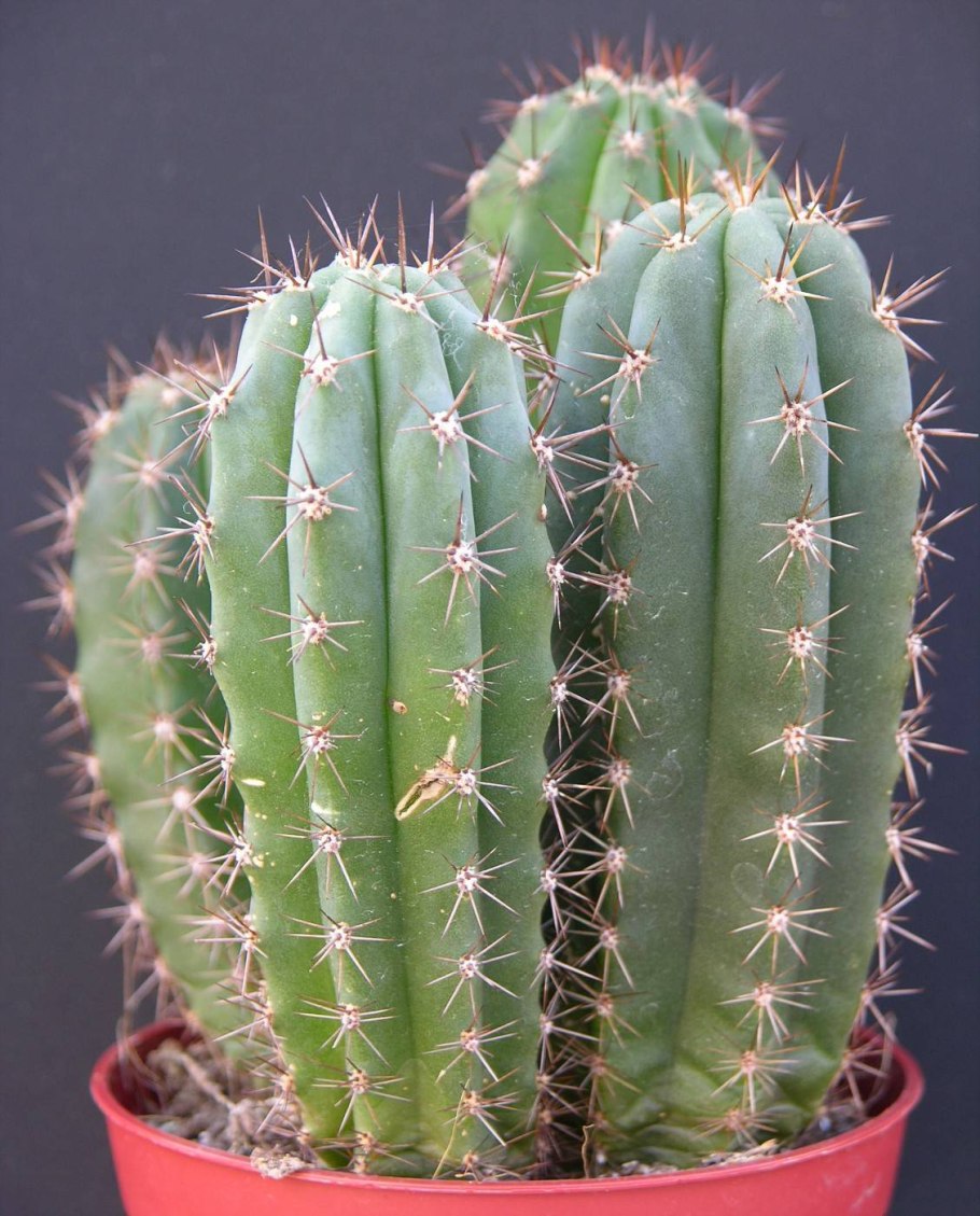 Кактус в горшке