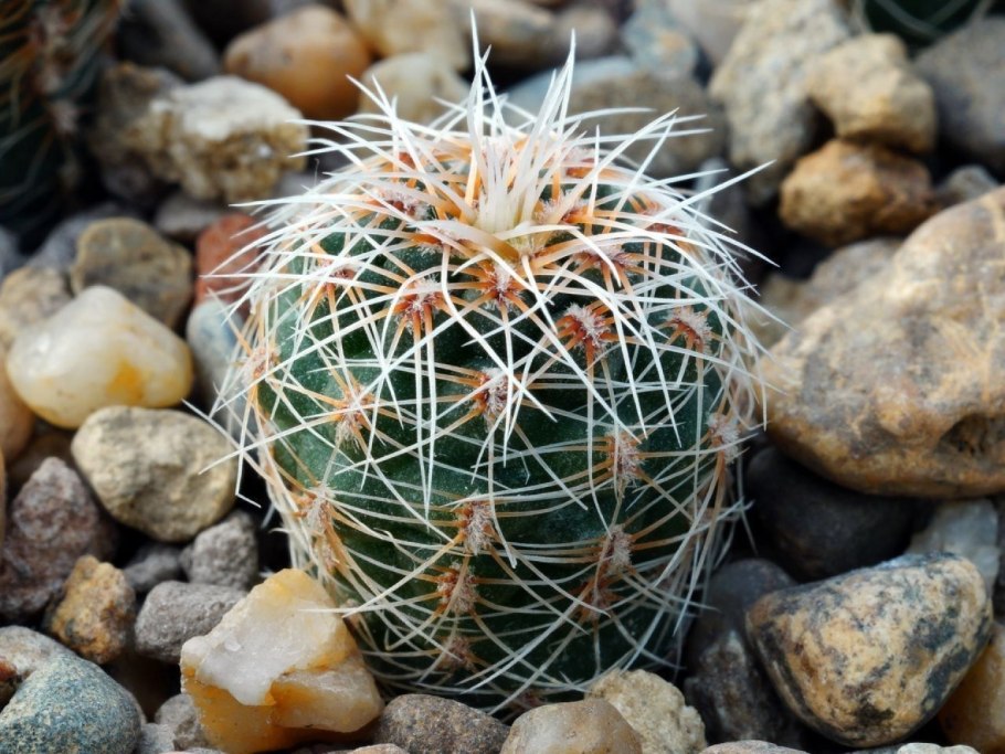 Gymnocalycium bruchii SSP. Lafaldense VG 335