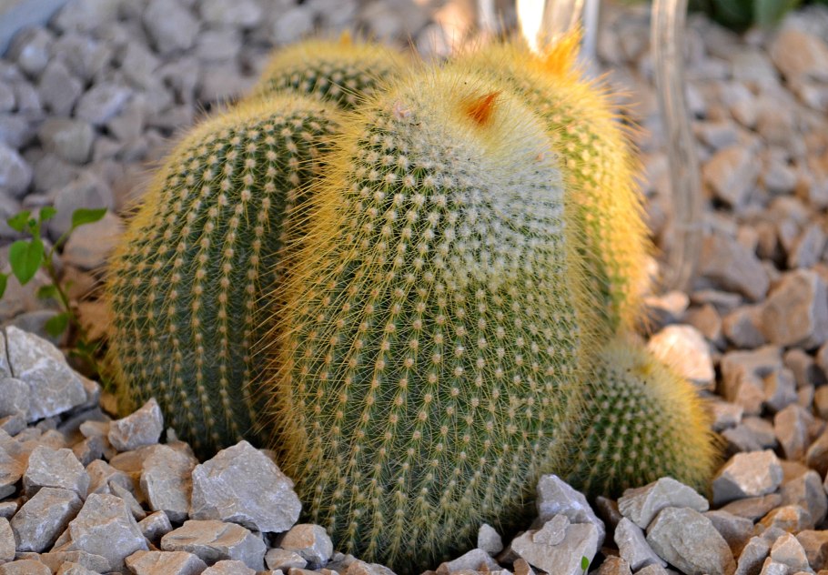 Pyrrhocactus straussianus