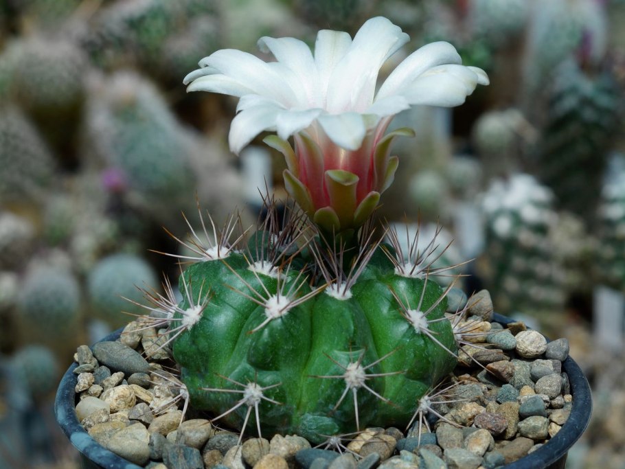 Эхинопсис оксигона